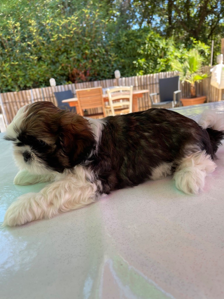 Des Moulieres de Baume - Chiots disponibles - Shih Tzu