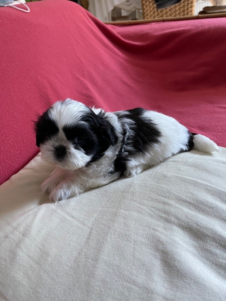 Des Moulieres de Baume - Chiots disponibles - Shih Tzu