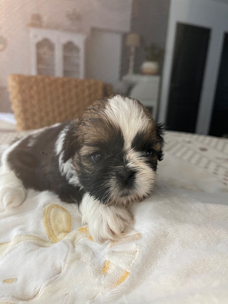 Des Moulieres de Baume - Chiots disponibles - Shih Tzu